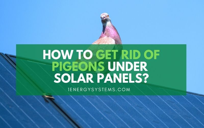 How to Get Rid of Pigeons Under Solar Panels