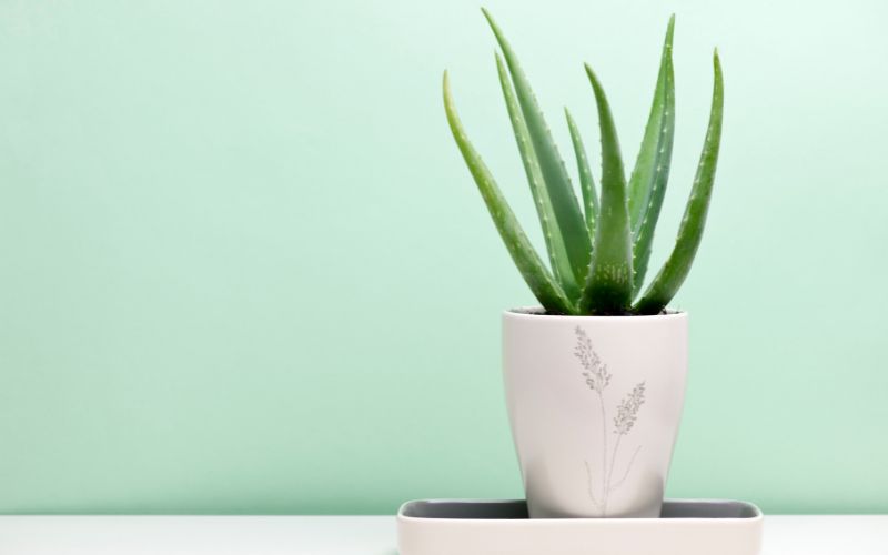 Aloe Vera