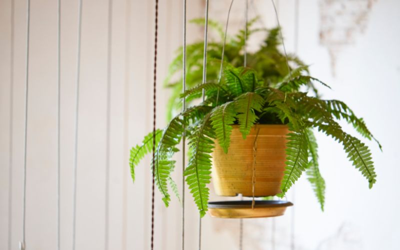 Boston Fern