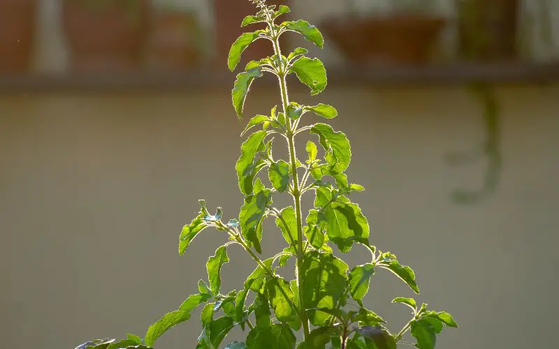 Tulsi