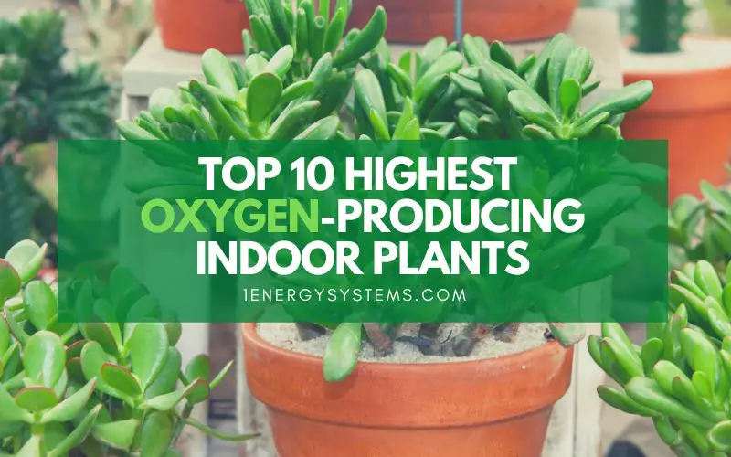 best oxygen producing plants