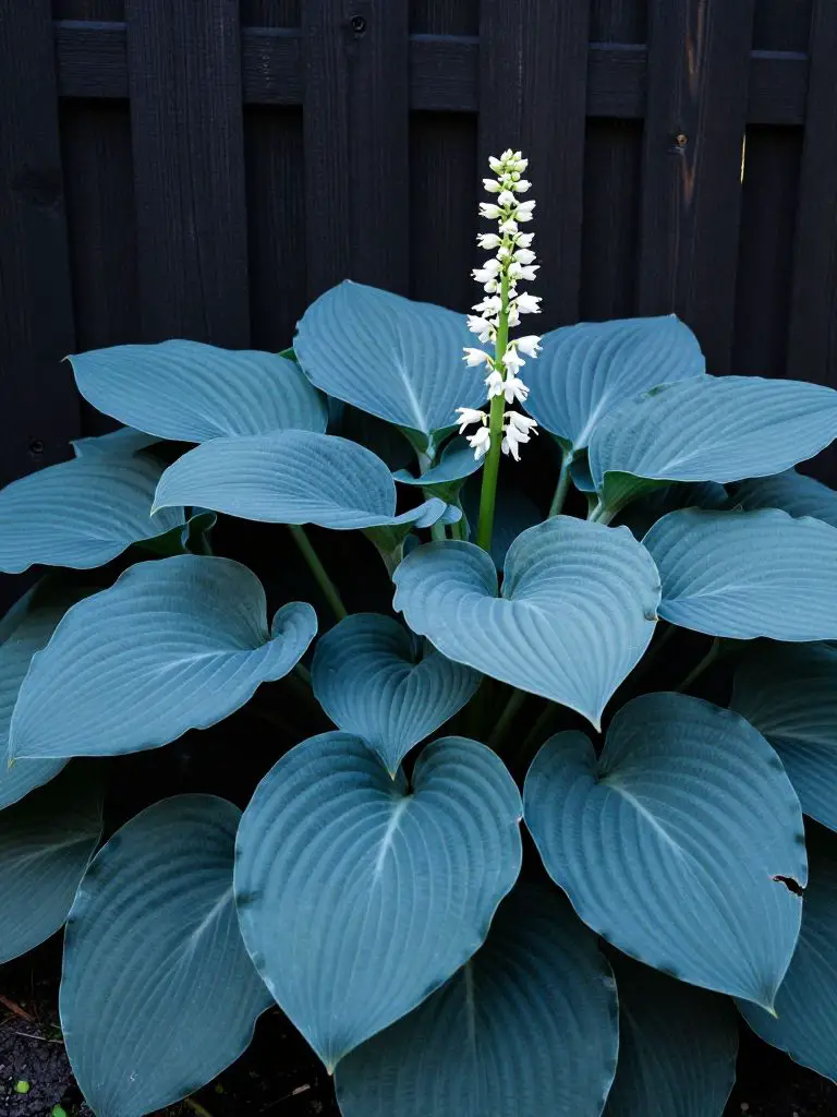 A dramatic focal point featuring giant Hosta cultivars.