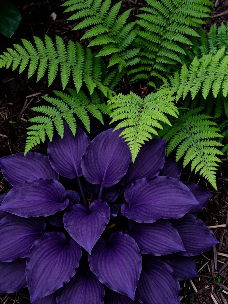 A high-contrast foliage study.