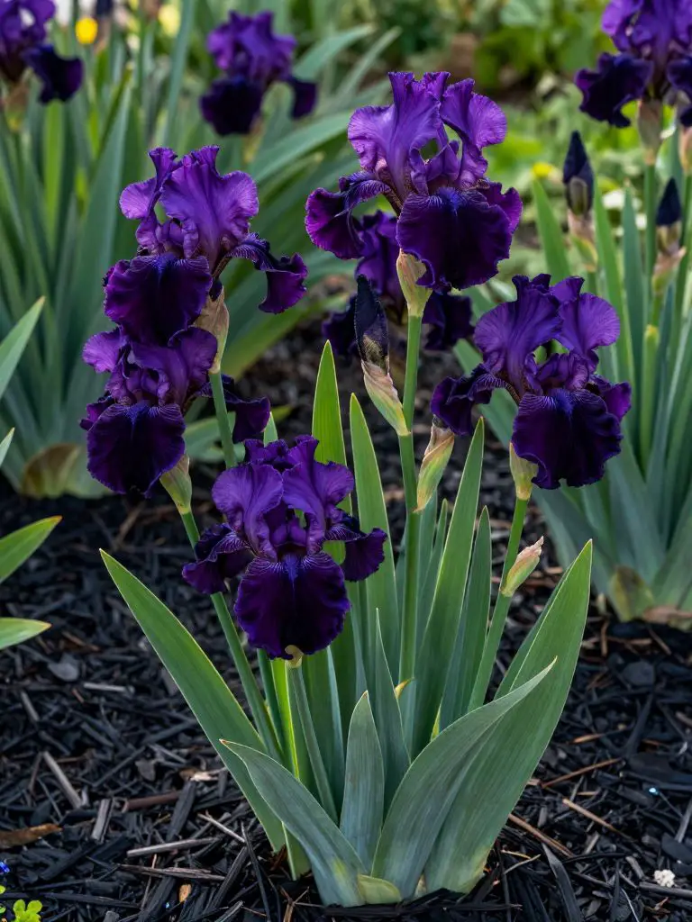 A stately garden display of deep purple Bearded Irises.