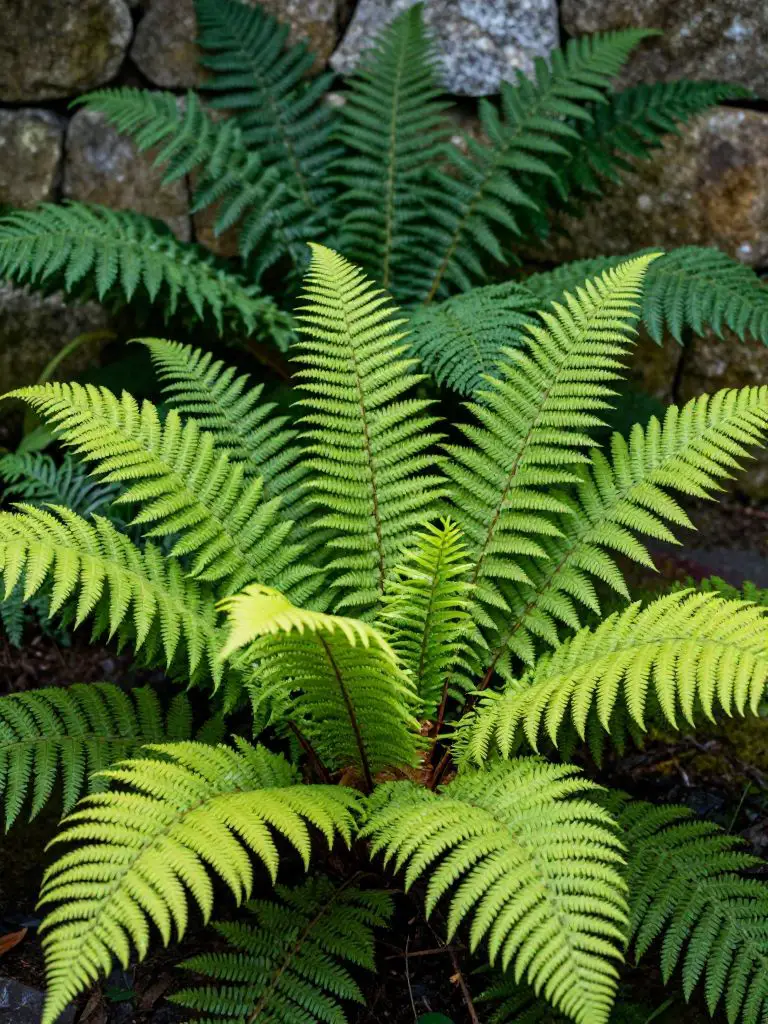 A texture-focused shot of a dense fern collection.